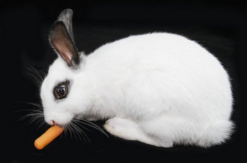 Хвороби кроликів: види, симптоми, лікування