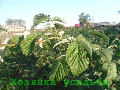 Розмноження малини зручними способами.