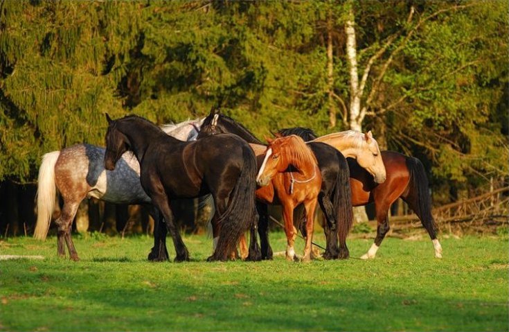 Парування коней: види случек, підбір особин