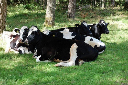 Як правильно запустити корову перед отеленням