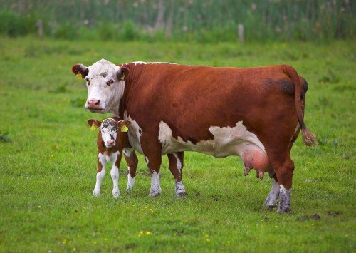 Дійні корови: які породи дають високий удій молока