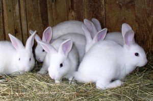 Застосування ліків соликокса для кроликів