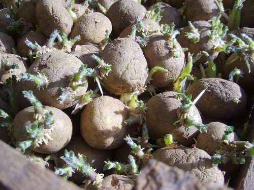 Підготовка семянного картоплі до посадки