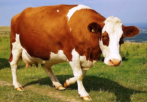 4 способи, як визначити тільність корови