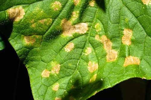 Шкідники листя огірків (тля): обробка та боротьба з ними