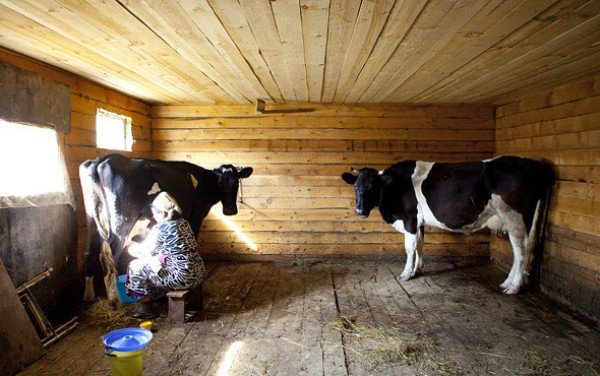 Основи розведення корів у домашніх умовах