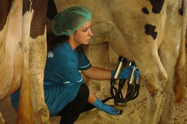 Доїльний апарат для корів: види та критерії вибору