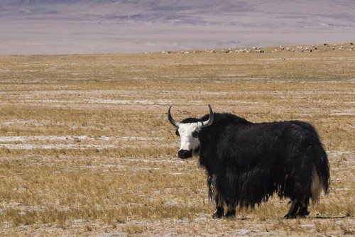 Види диких биків