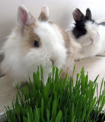 Яку можна давати траву кроликам, а яку не можна