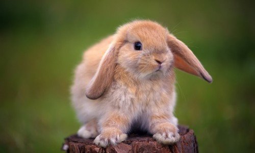 Які хвороби бувають у декоративних кроликів?
