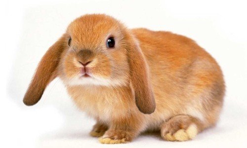Скільки живуть декоративні карликові кролики?