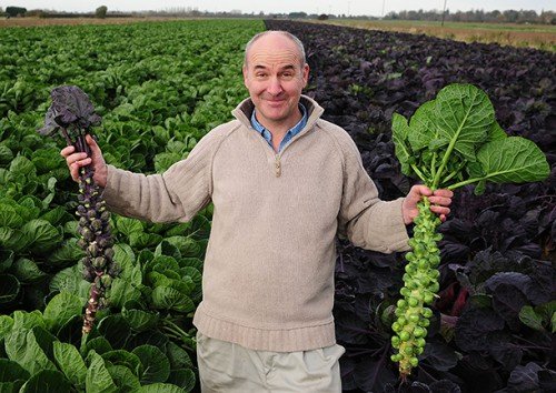 Вирощування брюссельської капусти: догляд, сорти