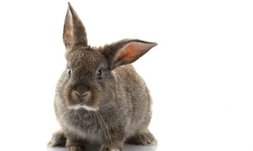 Шкірні захворювання і їх лікування у кроликів