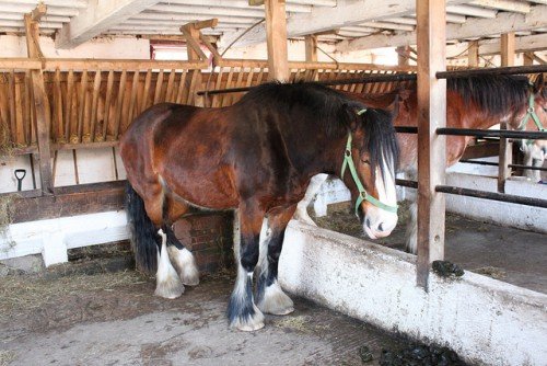 Розведення коней: зміст, догляд в домашніх умовах