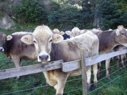 Швіцька порода корів: характеристика, плюси і мінуси, фото