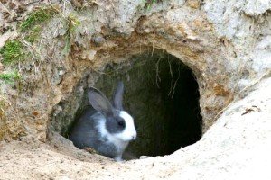 Плюси і мінуси розведення кроликів в ямах