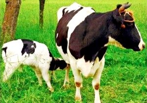 Як раздоить корову після отелення: технологія та поради