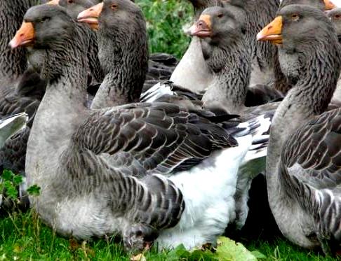Холмогорський гуси: опис породи, харчування, утримання