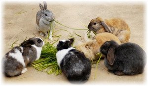 Нежить у кроликів: способи лікування захворювання