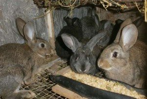 Які щеплення кроликам необхідні і які бажані