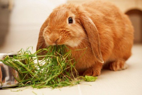 Чим годувати декоративного кролика: що можна їсти і який корм