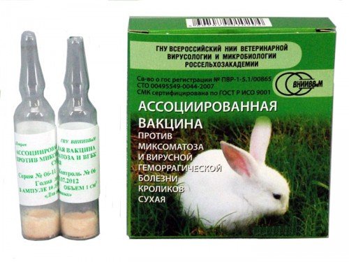 Міксоматоз у кроликів: симптоми, лікування, вакцина