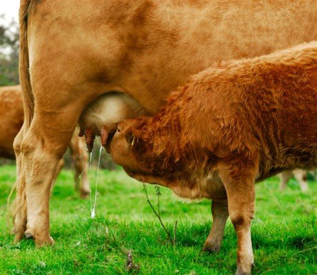 Годування лактуючих корів у домашніх умовах: раціон корми