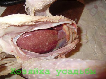 Глисти у курей. Причини, профілактика, лікування.