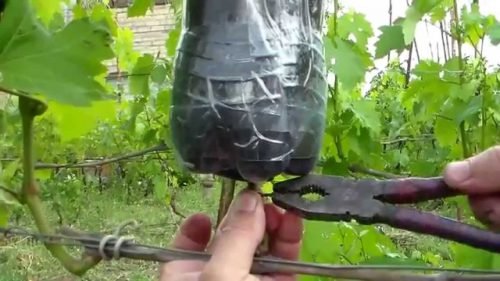 Розмноження винограду повітряними відведеннями