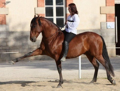 Як навчити коня іспанському кроці: інструкція дресирування