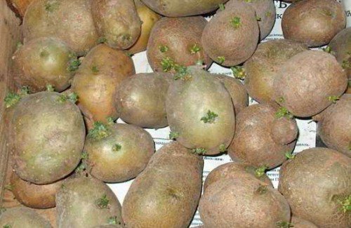 Пророщування картоплі перед посадкою: обробка, як підготувати