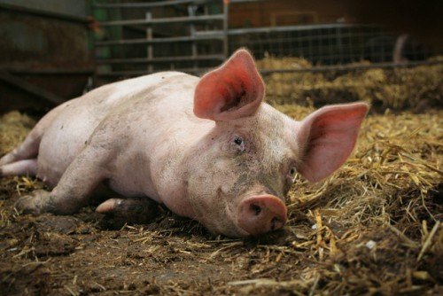 Вирощування свиней в домашніх умовах як бізнес, бізнес план