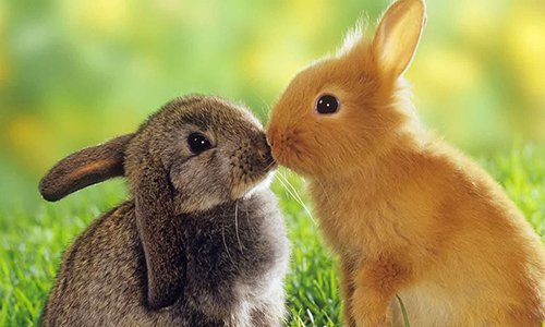 Найпоширеніші породи декоративних кроликів