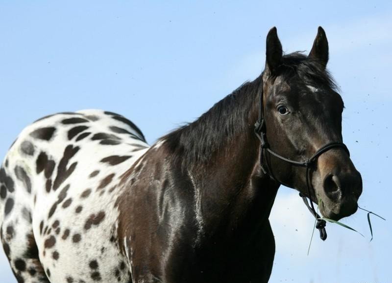 Особливості та історія породи коней аппалуза