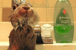 Як і навіщо потрібно купати кролика