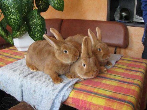 Бургундська порода кроликів: опис, зміст