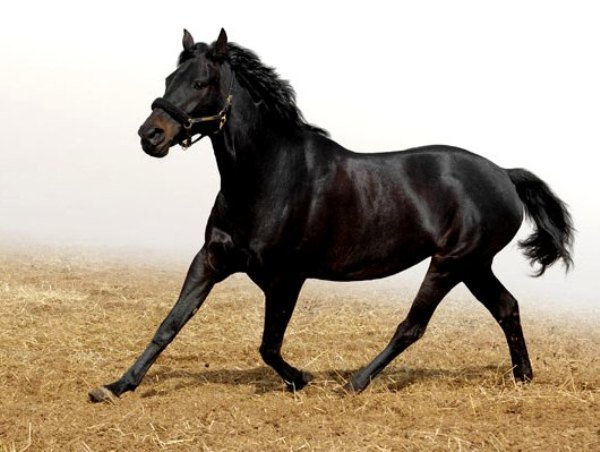 Переваги Кабардинской породи коней з описом