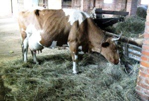 Отелення корови: симптоми, підготовка, прийняття теляти