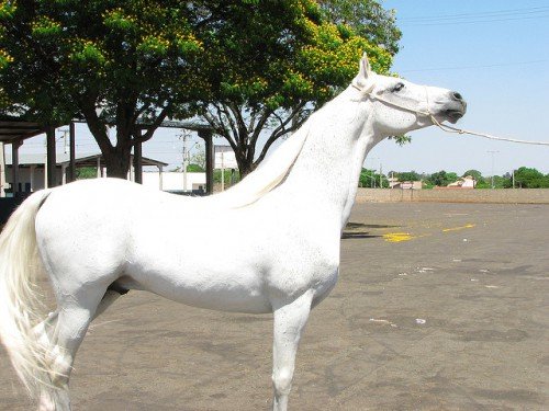 Арабська порода коней: опис, масті