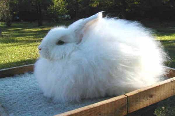 Ангорський кролик: як утримувати і розводити