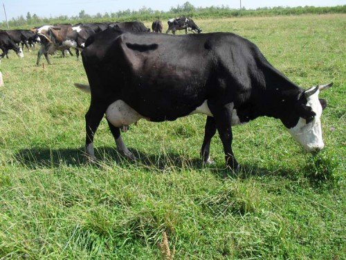 Ярославська порода корів і телят: характеристика, фото