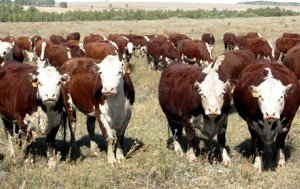Переваги Герефордської породи корів: опис з фото