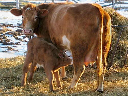 Як підвищити удій молока корови взимку: організація харчування