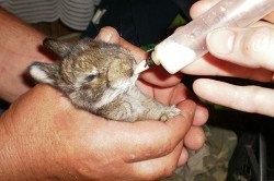 Як вигодувати новонароджених кроленят без кролиці?