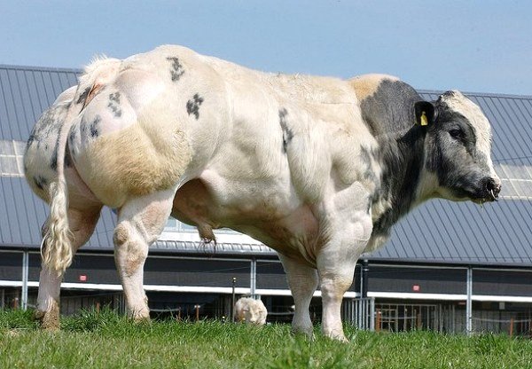 Особливості бельгійської блакитної корови і її гідності