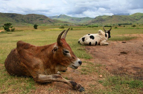 Зебу   горбатий бик з африки: опис, фото