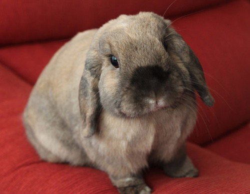Кролики породи Баран: опис, зміст