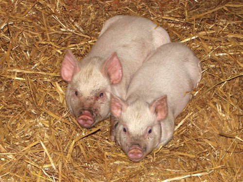 Аскаридоз свиней: симптоми, лікування, профілактика