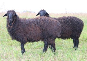 Опис Эдильбаевской породи овець та її продуктивність