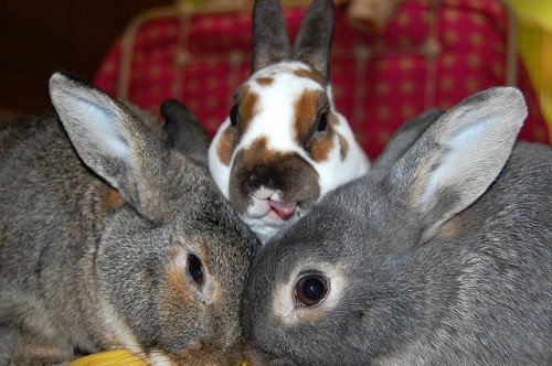 Породи декоративних кроликів: характеристика, зміст, догляд